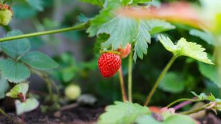 selective focus photography of strawberry fruit